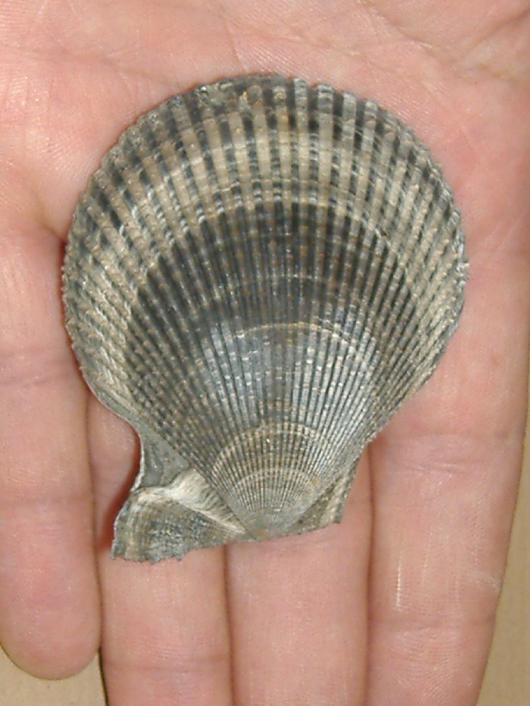 Chlamys varia (Linneo, 1758) - Pliocene - Asti